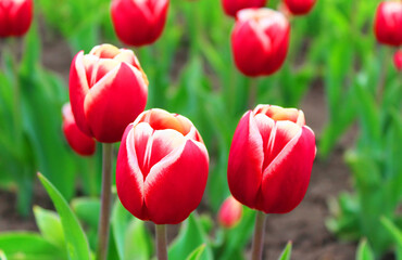 Red tulips in the spring garden