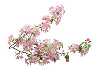 Pink cherry blossom sakura on white background