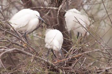 Aigrette garzette