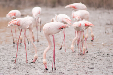Flamant rose en camargue