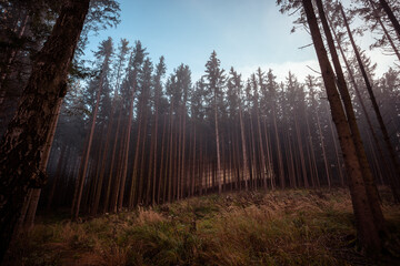 misty morning in the forest