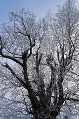 Frozen tree branshes and needless in sunny cold weather morning time rural countryside in Kongsvinger, Norway
