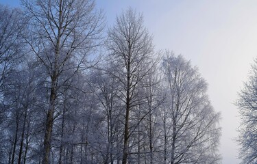 Fototapeta premium Frozen tree branshes and needless in sunny cold weather morning time rural countryside in Kongsvinger, Norway