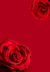 Beautiful rose on red background with copy space. Spring blossom concept for wedding, women, Mother, 8 March, Valentine's day.