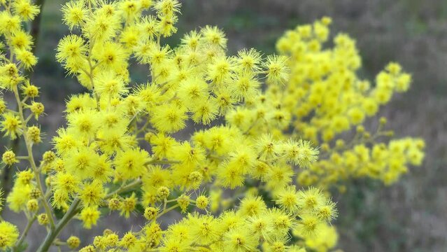 Mimosa flower, Itay

