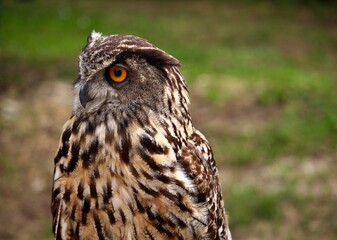 great horned owl