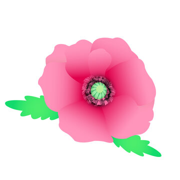 Pink Poppy Flower Isolated On White