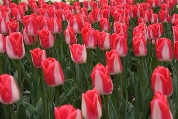 Tulipes aux Pays-bas