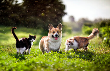 cheerful dog walks on the green grass with two cats after a warm summer rain