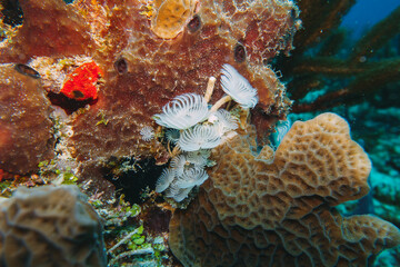 coral reef macro ,texture, abstract marine ecosystem background on a coral reef