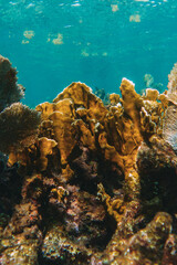 coral reef macro ,texture, abstract marine ecosystem background on a coral reef