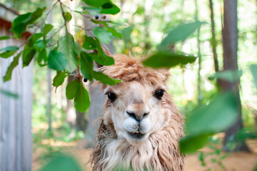 Alpaca and Branches.