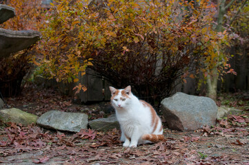 Cat and and Rocks