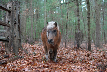 Mini Horse in the Woods