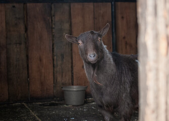 Goat in the Barn