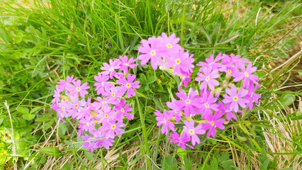 Colorful and beautiful spring flowers blooming on a garden in natural summer or spring background.