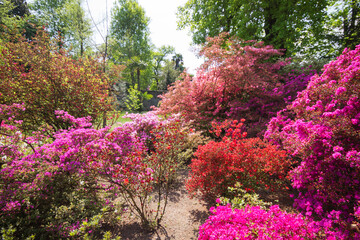 Colorful and beautiful spring flowers blooming on a garden in natural summer or spring background.