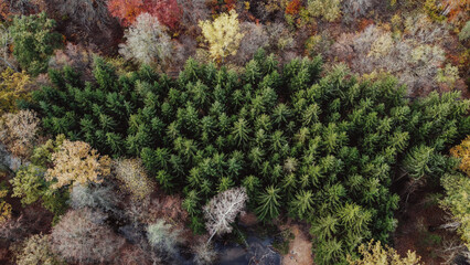 Aerial view of dense forest in autumn. Aerial view of beautiful autumn forest. Beautiful landscape, trees with red and orange leaves. Top view from flying drone. Nature.