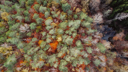 Aerial view of dense forest in autumn. Aerial view of beautiful autumn forest. Beautiful landscape, trees with red and orange leaves. Top view from flying drone. Nature.