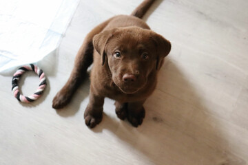 Labrador puppy
