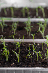 Garden and vegetable garden.Spring planting. Sprouted bushes of young pepper. Little seedling in black soil