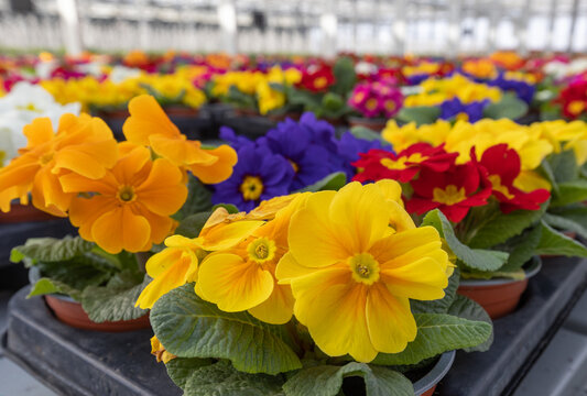 Many multicolored primrose flowers