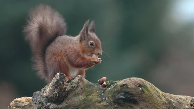 Red Squirrel (Sciurus Vulgaris) eating nuts , Scotland
