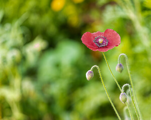 Poppy flower in green Background