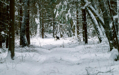 Husky in the winter forest
