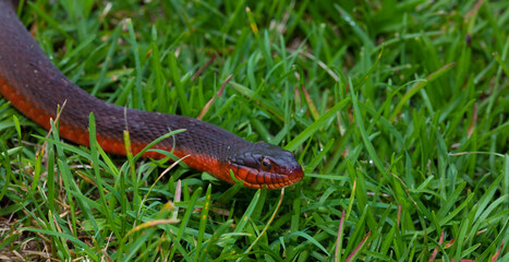 Copy space with red bellied snake on the grass