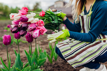 Fresh tulips gathered in metal basket in spring garden. Gardener woman holds flowers wearing gloves...