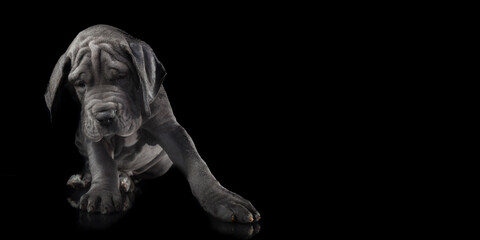 Gray Great Dane Puppy on a black background