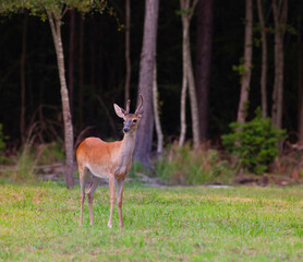 Velvet on the antlers of a young deer