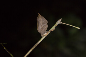 leaf insect in amazon rainforest