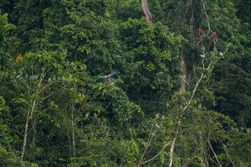 macaw in flight in front of rainforest