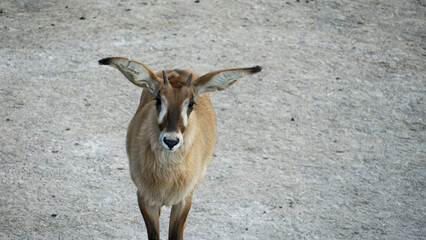 Portrait of Roan antelope in zoo
