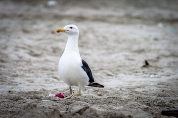 Seagull (Larus dominicanus) on the beach of Peruibe in south coast of Sao Paulo state