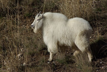 Mountain goat with black horns in winter