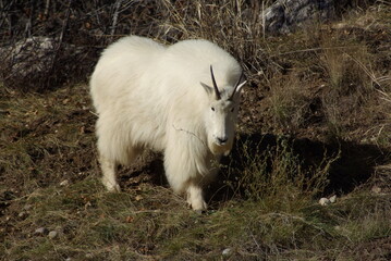 Fototapeta na wymiar Mountain goat with black horns in winter