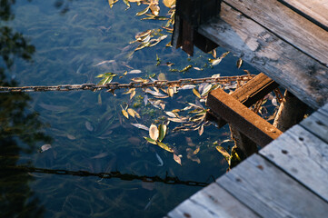Autumn leaves float in the pond near the bridge.