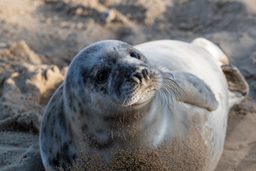 Naklejka premium Grey seal pup, at around 4-5 weeks old, laying/resting on Horsey Gap beach in north Norfolk. Photographed in January 2022.