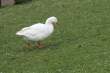 goose on the grass