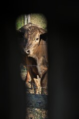 A brown cow viewed through a gap in the barnboard wall of a barn