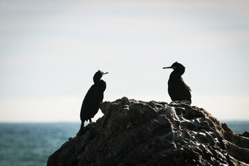 Dos cormoranes descansan en una roca junto al mar mientras toman el sol