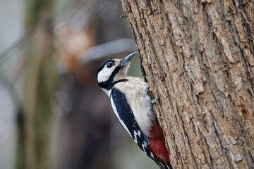 Obraz premium Great spotted woodpecker, Dendrocopos major