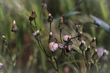 Multitud de caracoles pequeños se agrupan en primavera en las ramas de las hierbas