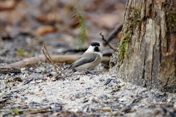 Willow tit, Poecile montanus