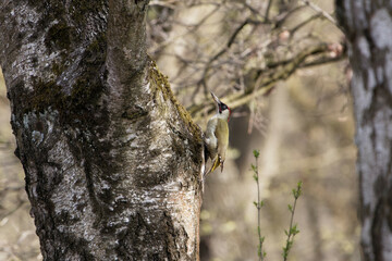 Obraz premium European green woodpecker, Picus viridis