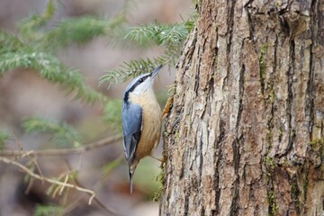 Wood nuthatch, Sitta europaea