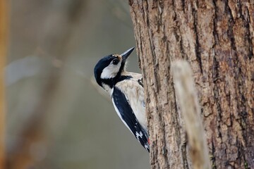 Great spotted woodpecker, Dendrocopos major